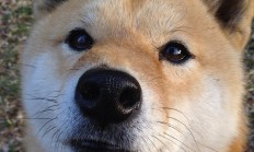 开云体育平台APP-穆勒独臂擎天扛起德意志战车，苏格兰铁血突围映衬阿尔及利亚悲情