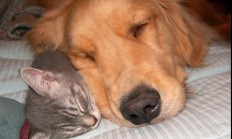 开云体育官网-跨界决胜之夜，当足球神锋降临NBA总决赛