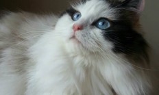 开云官方app入口-莱万2026世界杯接管比赛，乌克兰提前终结悬念雷恩