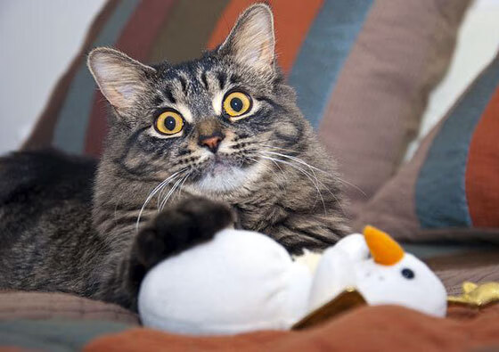 劳塔罗一锤定音，沙特力克塞内加尔锁定小组出线关键战